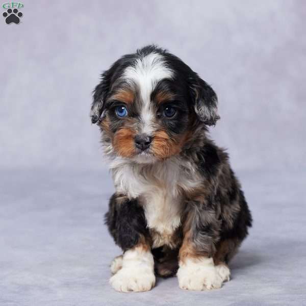 Caleb, Cavapoo Puppy